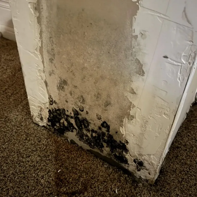 Professional Mold Removal in Mohall, ND